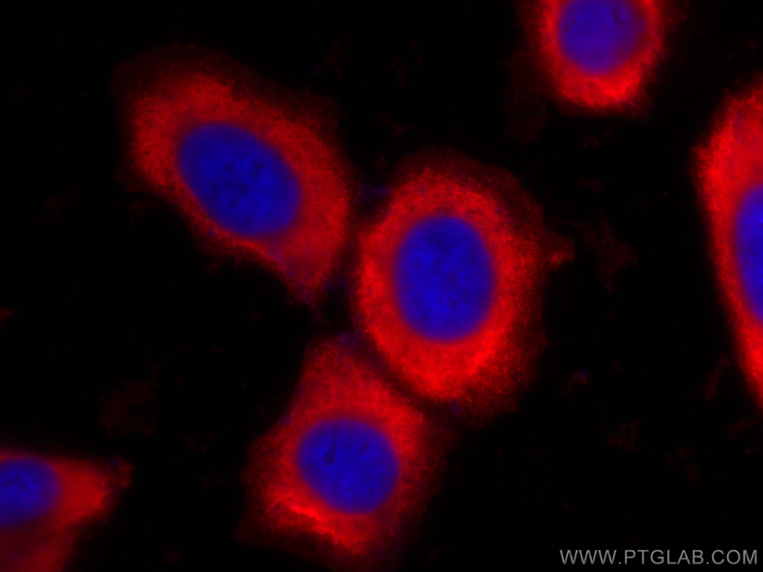 Immunofluorescence (IF) / fluorescent staining of HepG2 cells using CoraLite®594-conjugated RPL6 Monoclonal antibody (CL594-67729)