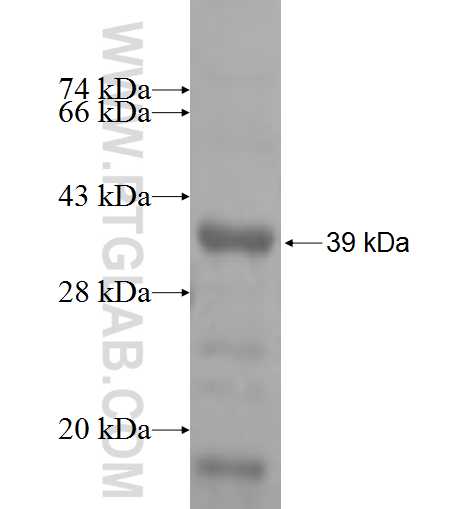 RPL6 fusion protein Ag6840 SDS-PAGE
