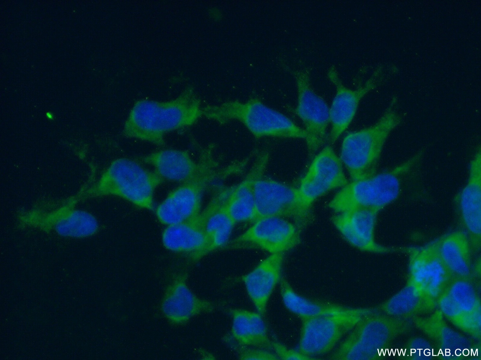 Immunofluorescence (IF) / fluorescent staining of HEK-293 cells using RPL7 Polyclonal antibody (14583-1-AP)