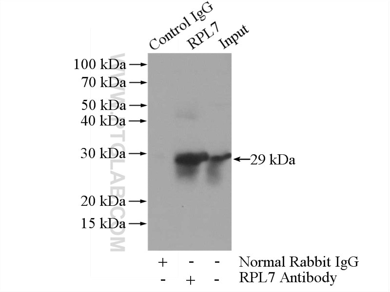 Immunoprecipitation (IP) experiment of HEK-293 cells using RPL7 Polyclonal antibody (14583-1-AP)