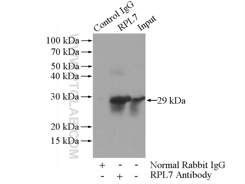 IP experiment of HEK-293 using 14583-1-AP