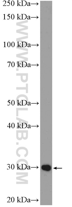 Western Blot (WB) analysis of mouse kidney tissue using RPL7 Polyclonal antibody (14583-1-AP)