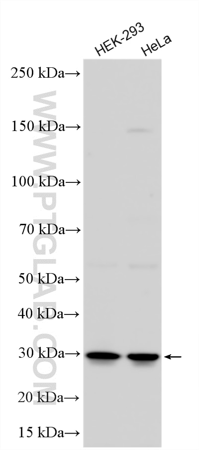 WB analysis using 14583-1-AP Western Blot (WB) analysis of various lysates using RPL7 Polyclonal antibody (14583-1-AP)