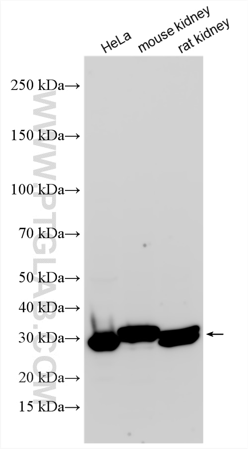 WB analysis using 14583-1-AP Western Blot (WB) analysis of various lysates using RPL7 Polyclonal antibody (14583-1-AP)