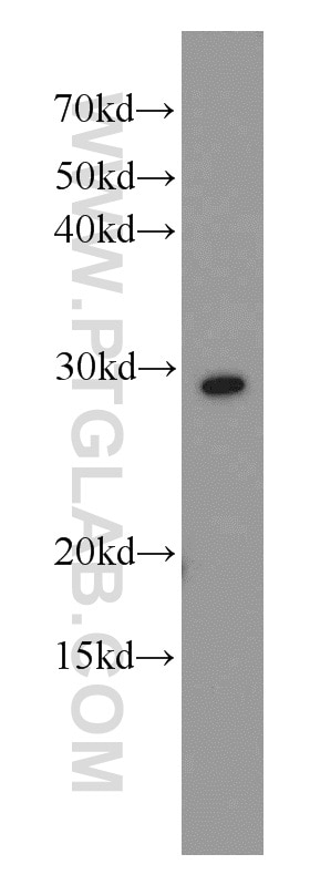 Western Blot (WB) analysis of HEK-293 cells using RPL7 Polyclonal antibody (14583-1-AP)