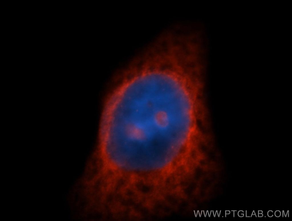 Immunofluorescence (IF) / fluorescent staining of HepG2 cells using RPL7A Polyclonal antibody (15340-1-AP)