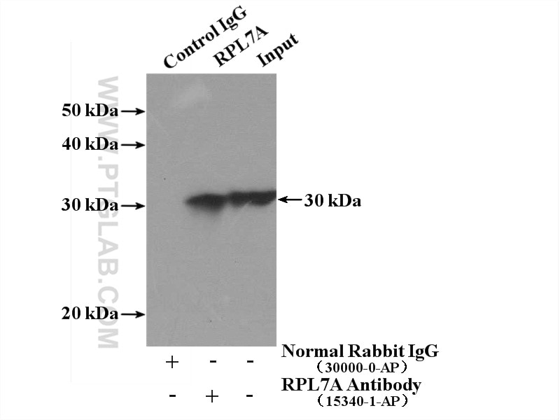 Immunoprecipitation (IP) experiment of mouse kidney tissue using RPL7A Polyclonal antibody (15340-1-AP)