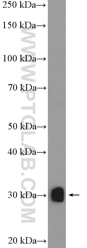 Western Blot (WB) analysis of mouse kidney tissue using RPL7A Polyclonal antibody (15340-1-AP)