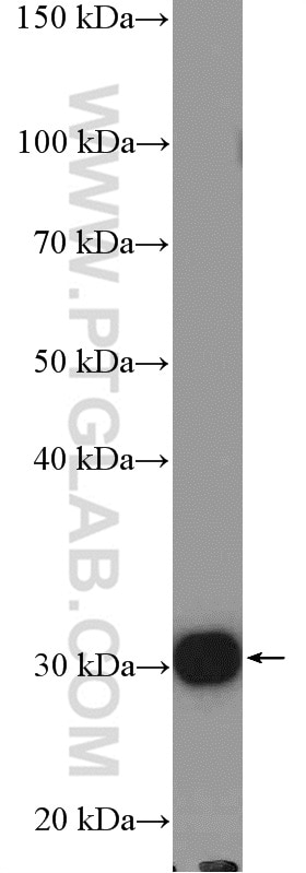 Western Blot (WB) analysis of mouse liver tissue using RPL7A Polyclonal antibody (15340-1-AP)