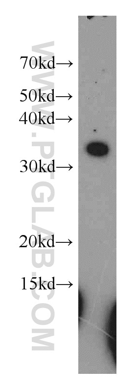 Western Blot (WB) analysis of MCF-7 cells using RPL7A Polyclonal antibody (15340-1-AP)