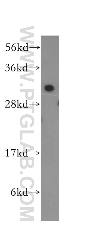 Western Blot (WB) analysis of MCF-7 cells using RPL7A Polyclonal antibody (15340-1-AP)