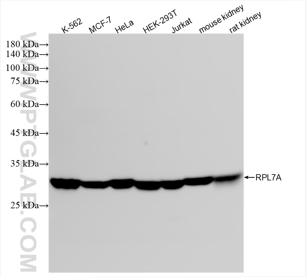 Western Blot (WB) analysis of various lysates using RPL7A Recombinant monoclonal antibody (86270-3-RR)