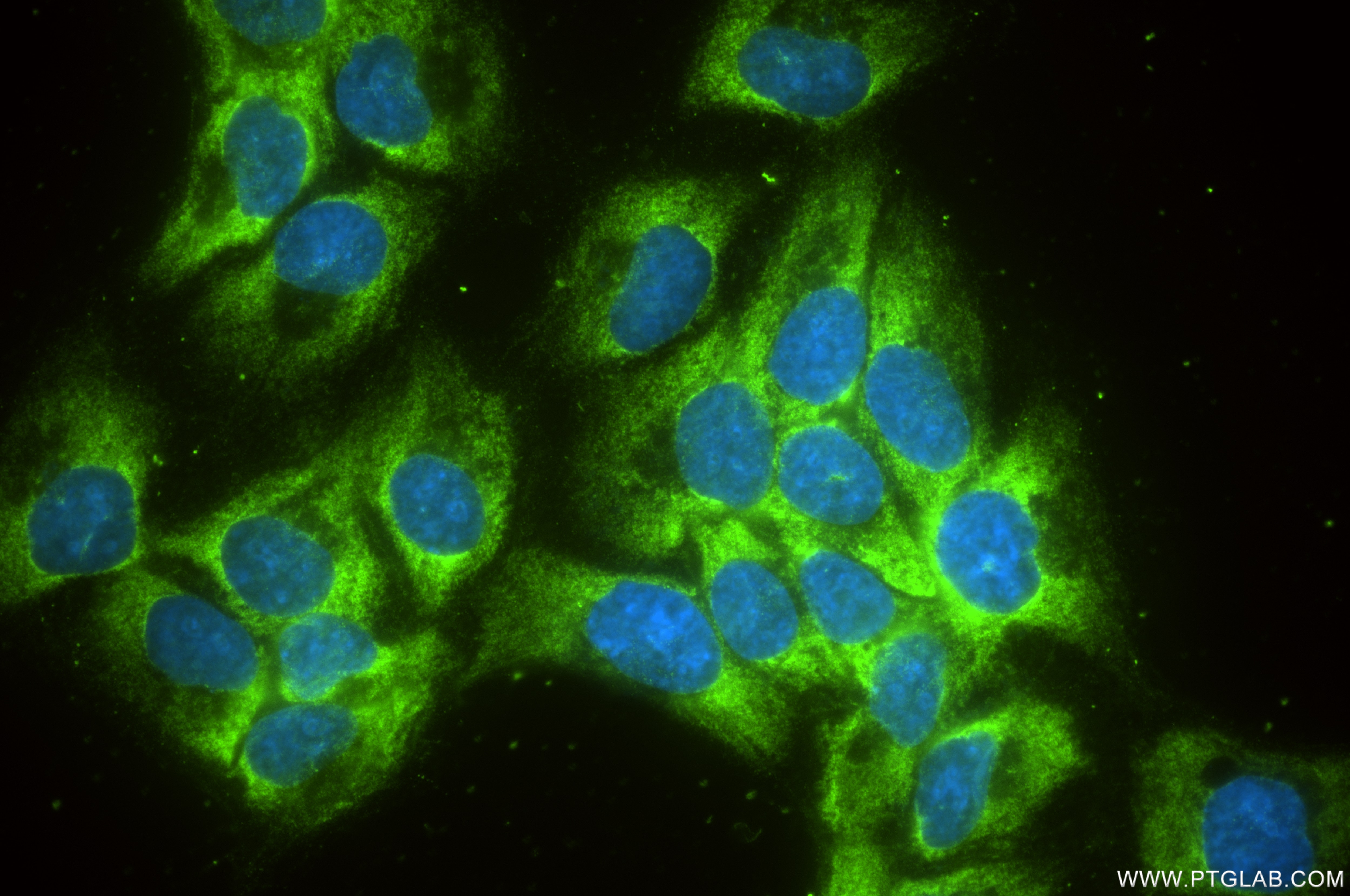 Immunofluorescence (IF) / fluorescent staining of HepG2 cells using RPL7A Recombinant antibody (86270-4-RR)