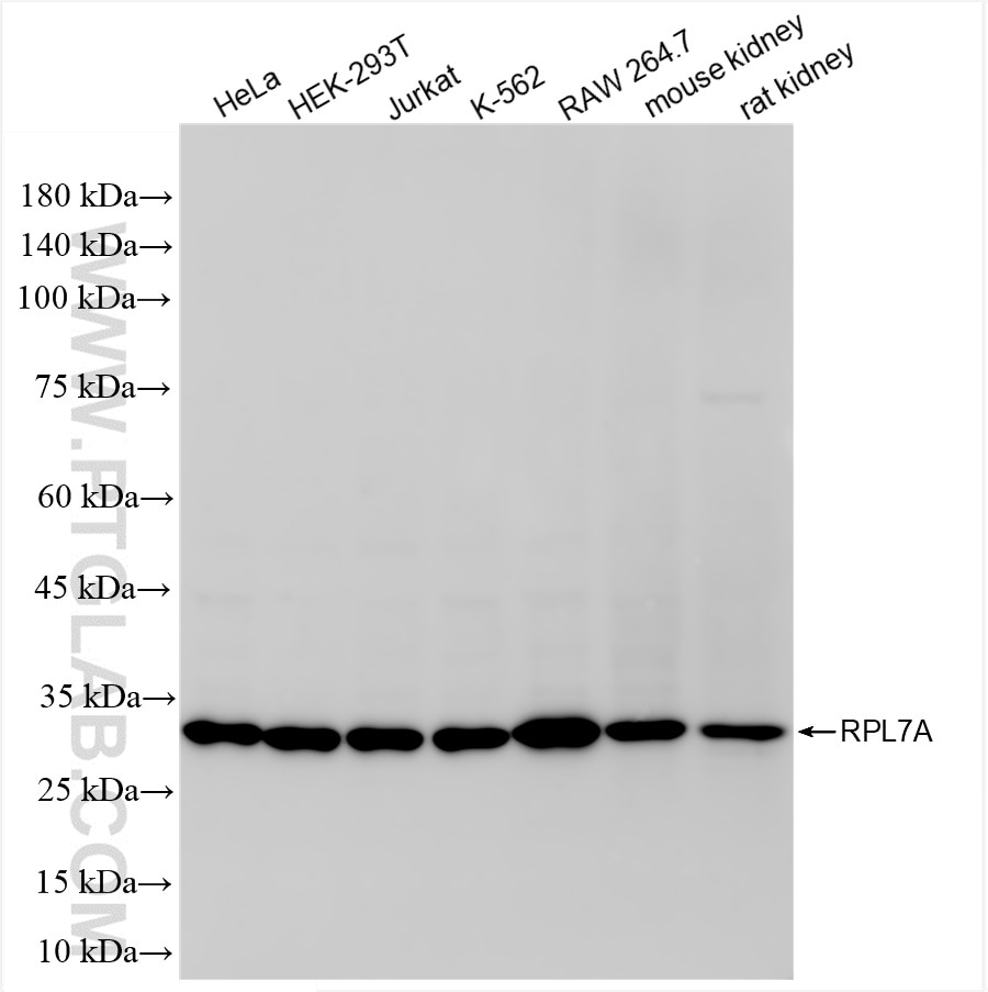 Western Blot (WB) analysis of various lysates using RPL7A Recombinant antibody (86270-4-RR)
