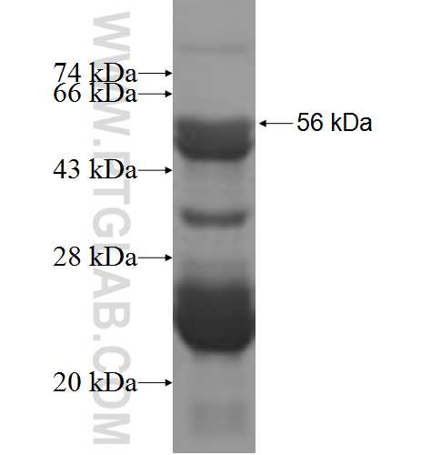 RPL7A fusion protein Ag7543 SDS-PAGE