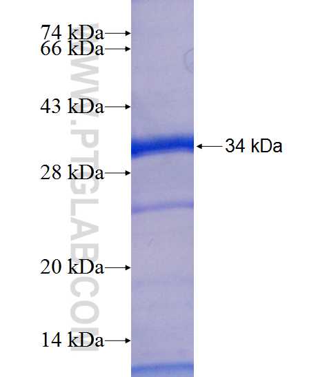 RPL7A fusion protein Ag7647 SDS-PAGE