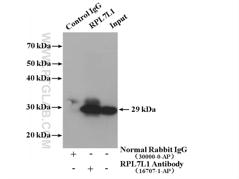 Immunoprecipitation (IP) experiment of HepG2 cells using RPL7L1 Polyclonal antibody (16707-1-AP)