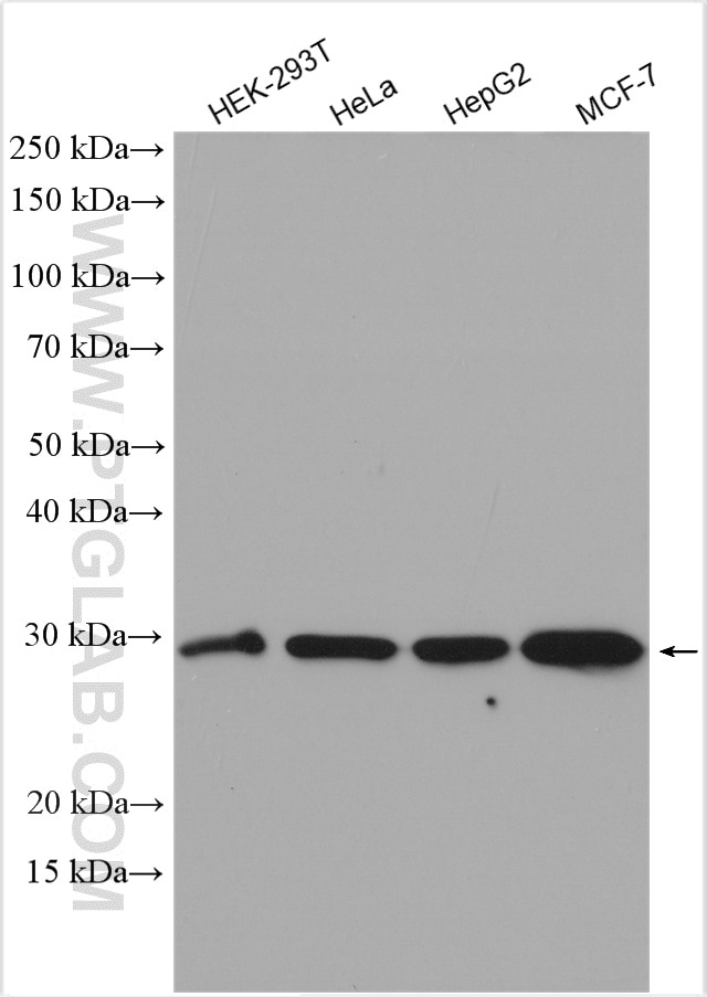 Western Blot (WB) analysis of various lysates using RPL7L1 Polyclonal antibody (16707-1-AP)