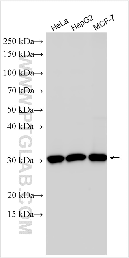 Western Blot (WB) analysis of various lysates using RPL7L1 Polyclonal antibody (16707-1-AP)