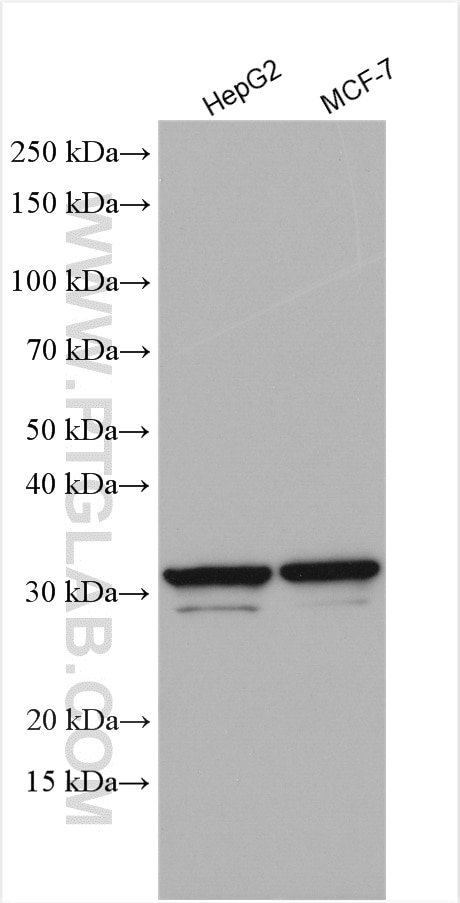 Western Blot (WB) analysis of various lysates using RPL8 Polyclonal antibody (16981-1-AP)