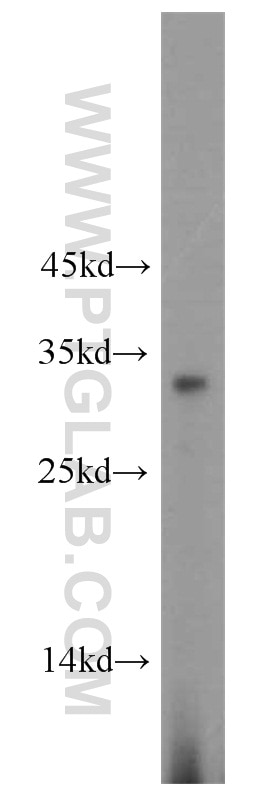 Western Blot (WB) analysis of HepG2 cells using RPL8 Polyclonal antibody (16981-1-AP)
