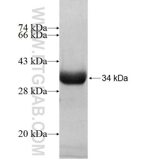 RPL8 fusion protein Ag8966 SDS-PAGE
