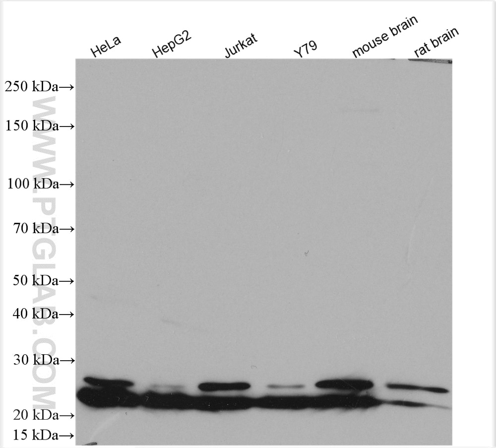 Western Blot (WB) analysis of various lysates using RPL9 Polyclonal antibody (14117-1-AP)