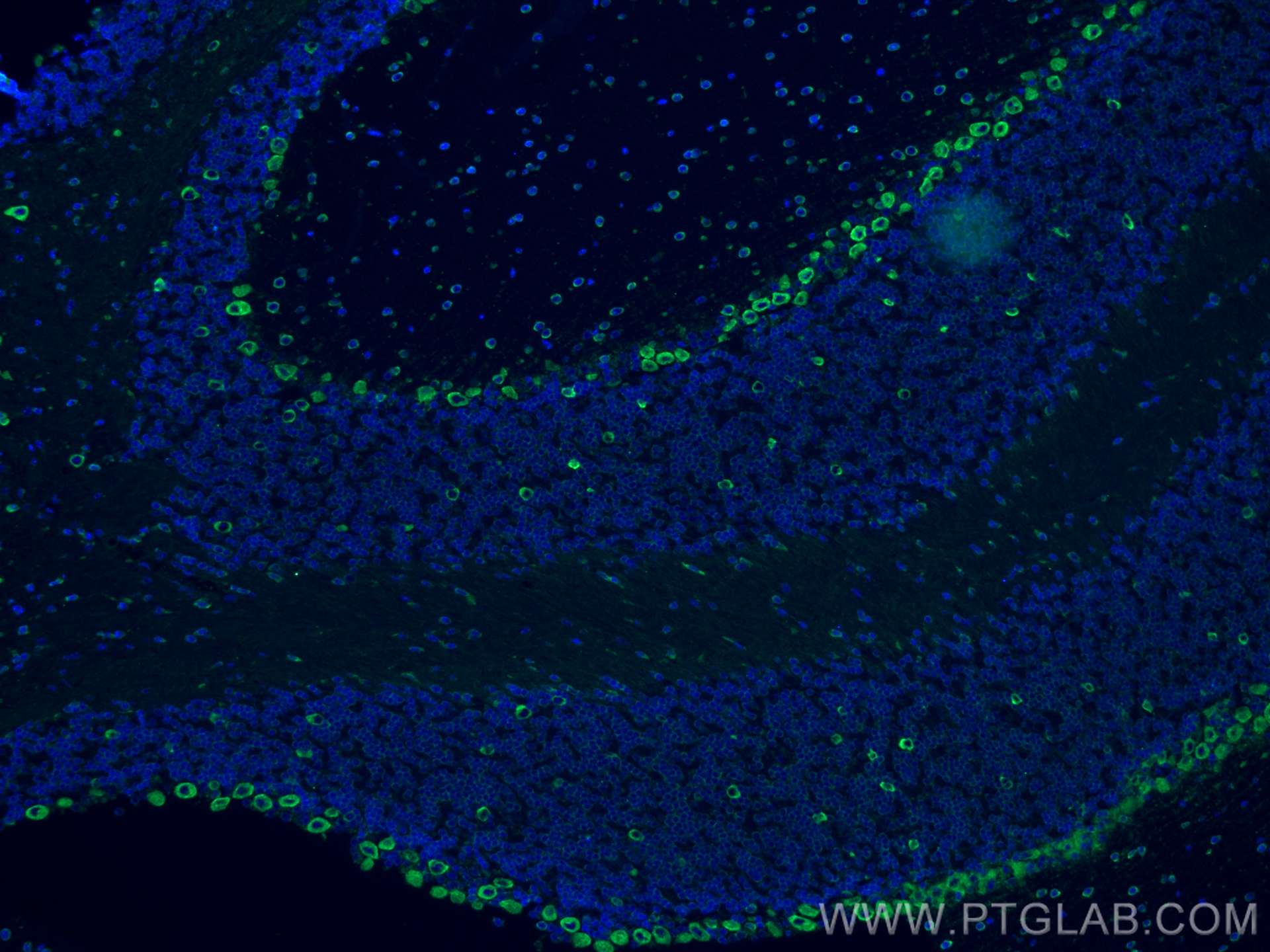 Immunofluorescence (IF) / fluorescent staining of mouse cerebellum tissue using RPL9 Monoclonal antibody (68054-1-Ig)