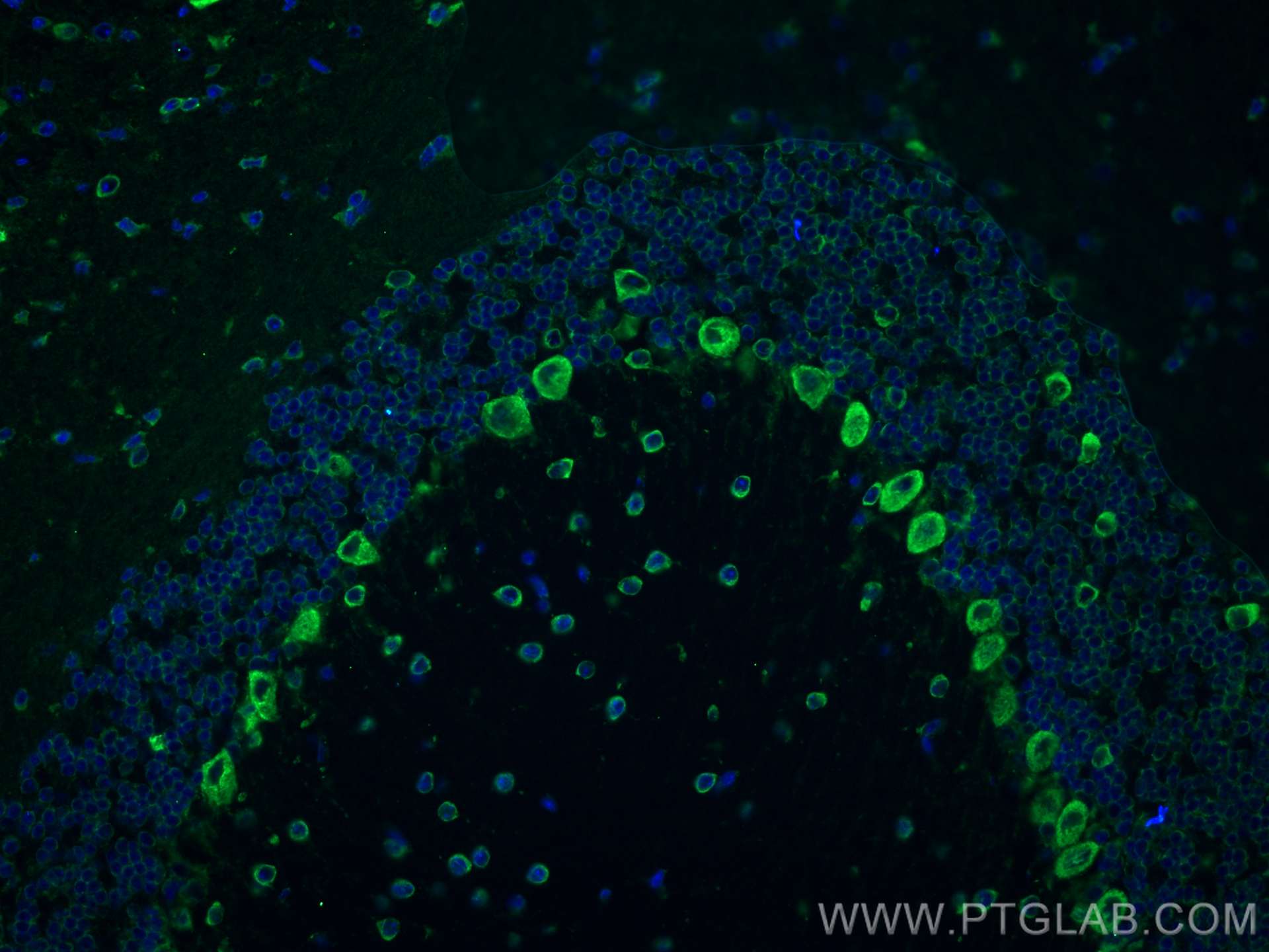Immunofluorescence (IF) / fluorescent staining of mouse cerebellum tissue using RPL9 Monoclonal antibody (68054-1-Ig)
