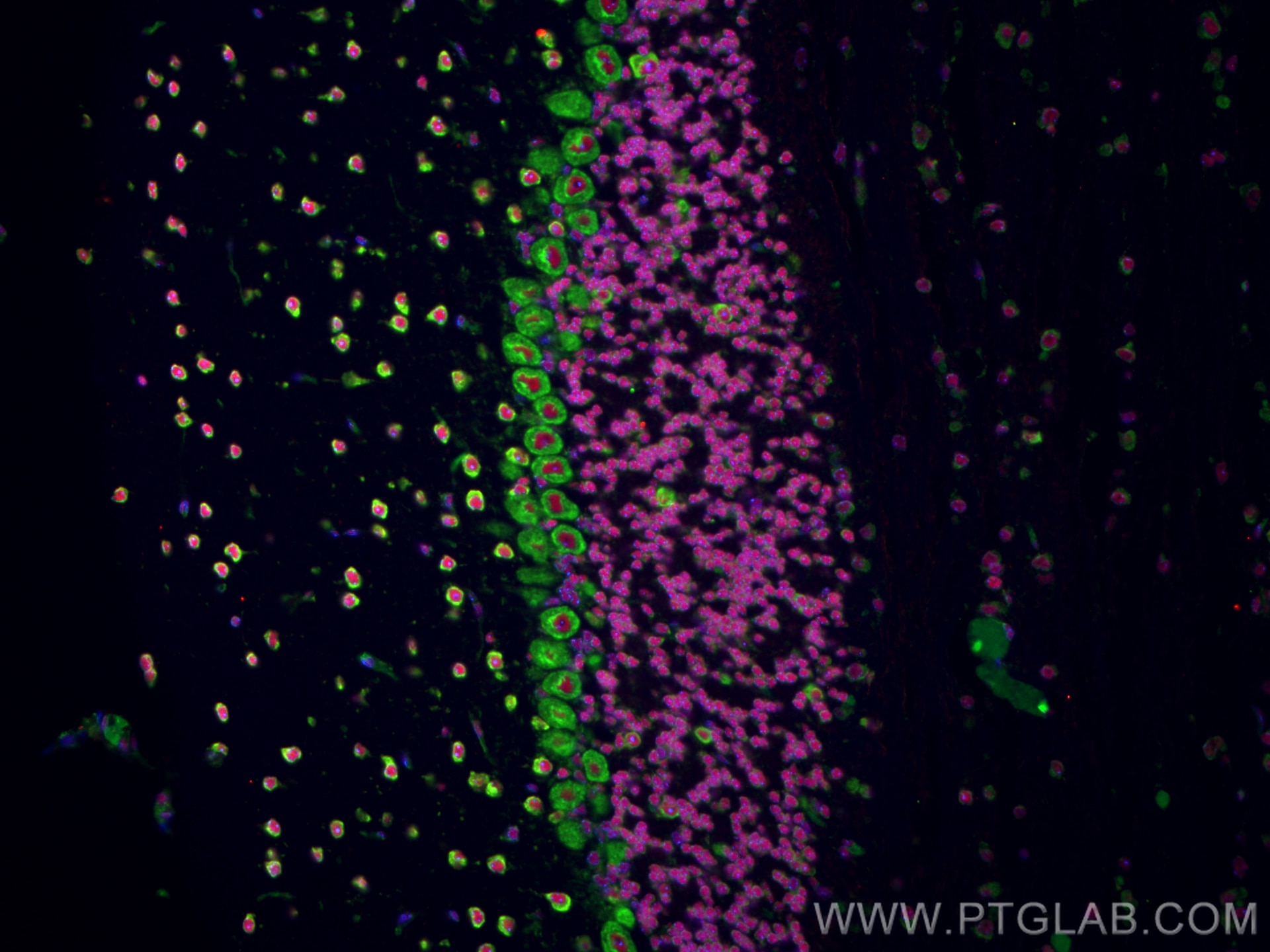 Immunofluorescence (IF) / fluorescent staining of mouse cerebellum tissue using RPL9 Monoclonal antibody (68054-1-Ig)