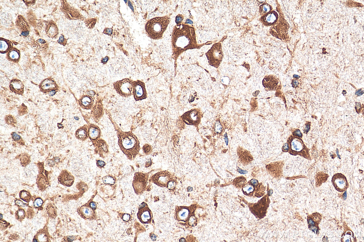 Immunohistochemistry (IHC) staining of mouse cerebellum tissue using RPL9 Monoclonal antibody (68054-1-Ig)
