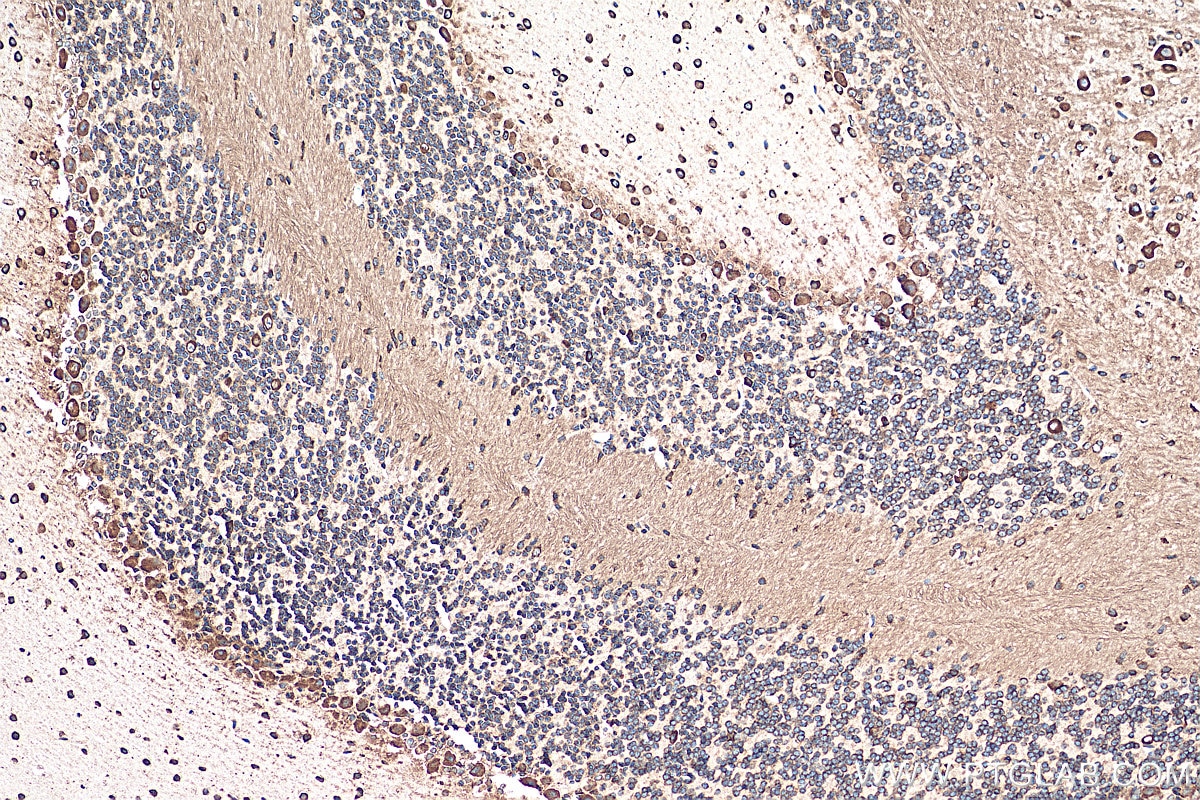 Immunohistochemistry (IHC) staining of mouse cerebellum tissue using RPL9 Monoclonal antibody (68054-1-Ig)
