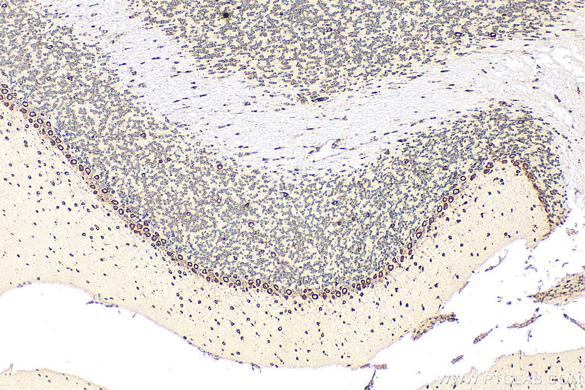 Immunohistochemistry (IHC) staining of mouse cerebellum tissue using RPL9 Monoclonal antibody (68054-1-Ig)