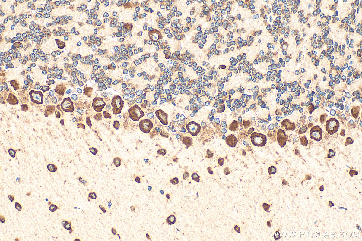 Immunohistochemistry (IHC) staining of mouse cerebellum tissue using RPL9 Monoclonal antibody (68054-1-Ig)