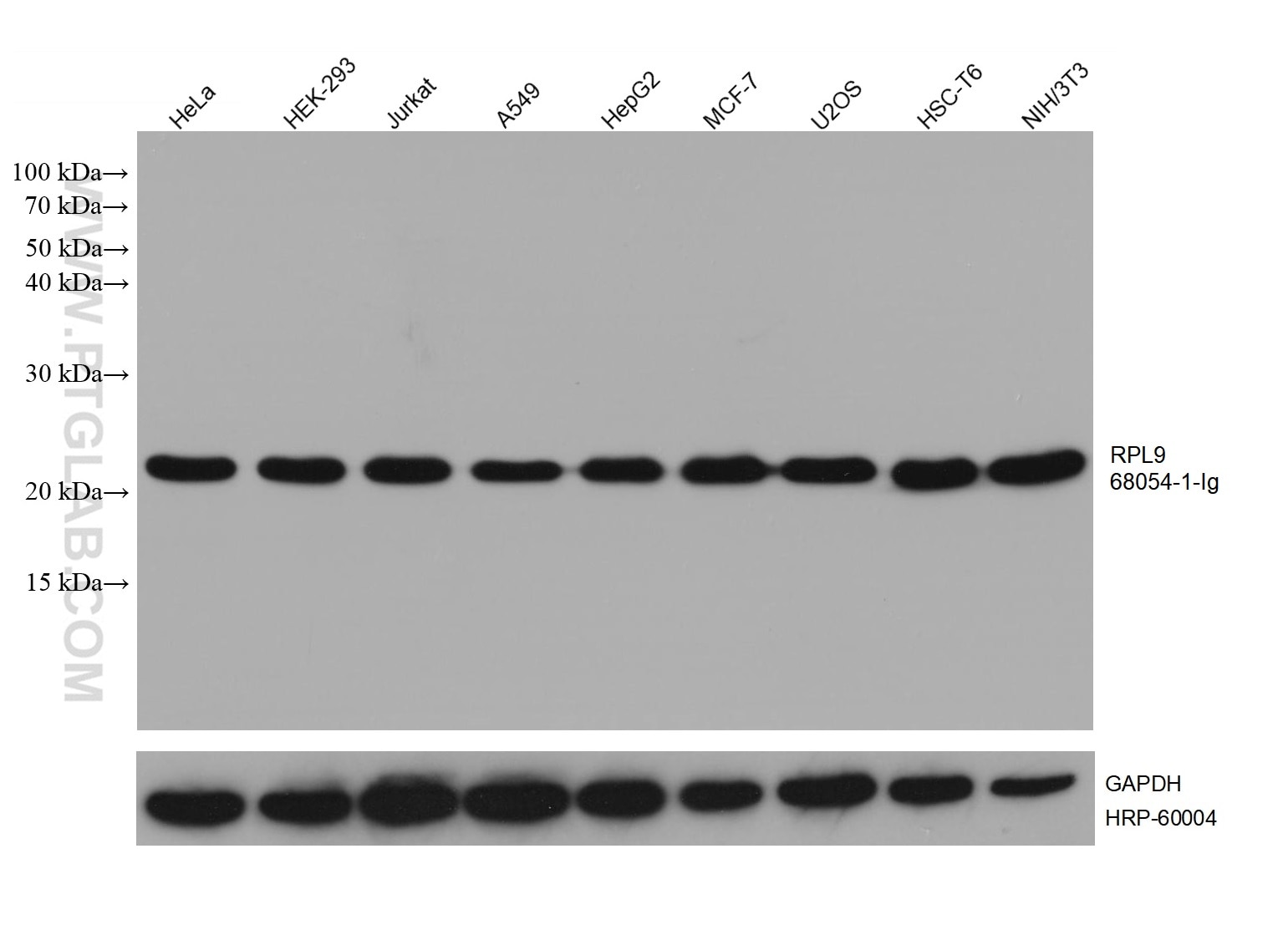 Western Blot (WB) analysis of various lysates using RPL9 Monoclonal antibody (68054-1-Ig)