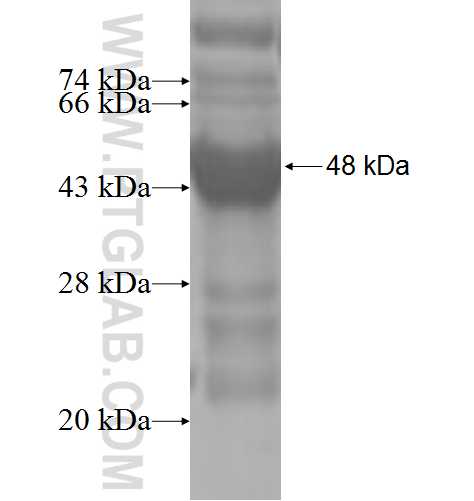 RPL9 fusion protein Ag5266 SDS-PAGE