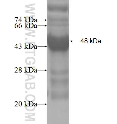 RPL9 fusion protein Ag5266 SDS-PAGE