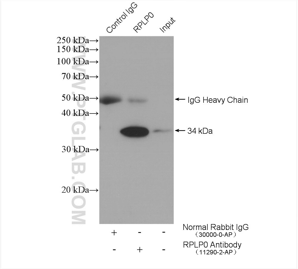 Immunoprecipitation (IP) experiment of HeLa cells using RPLP0 Polyclonal antibody (11290-2-AP)