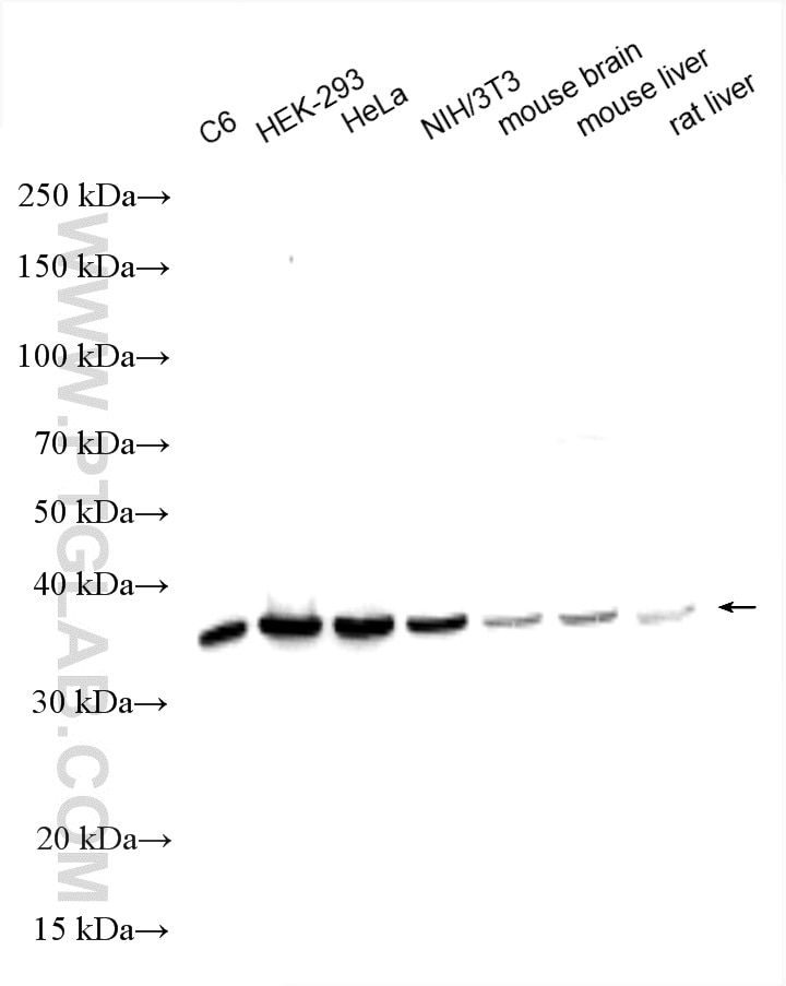 Western Blot (WB) analysis of various lysates using RPLP0 Polyclonal antibody (11290-2-AP)