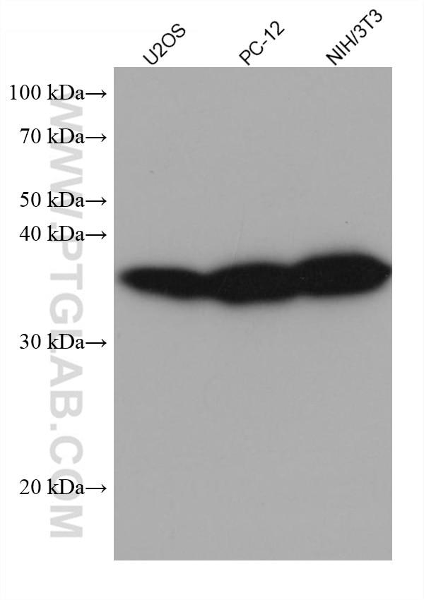 Western Blot (WB) analysis of various lysates using RPLP0 Monoclonal antibody (68056-1-Ig)