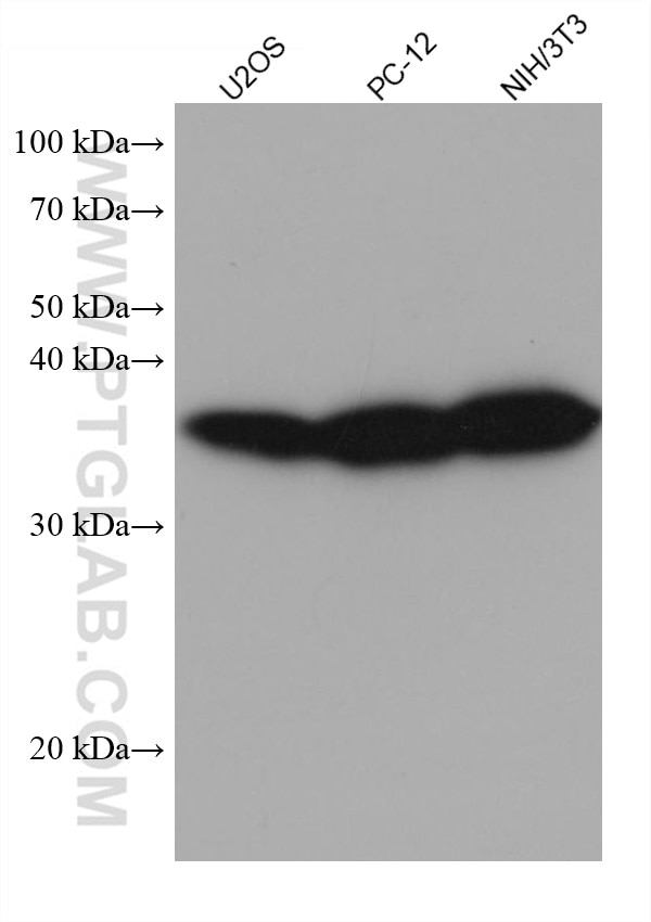 WB analysis using 68056-1-Ig