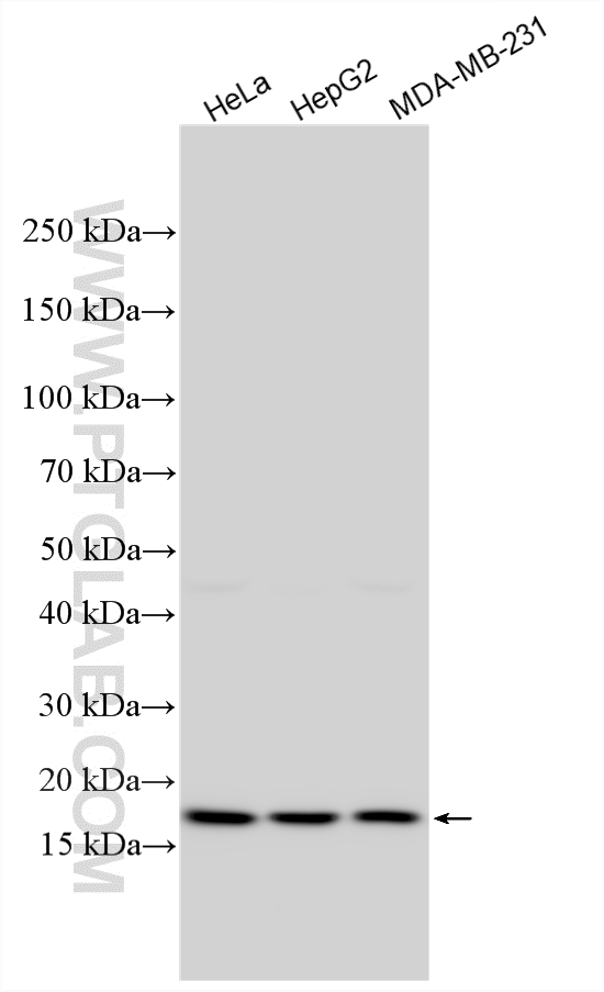 Western Blot (WB) analysis of various lysates using RPLP1 Polyclonal antibody (21636-1-AP)