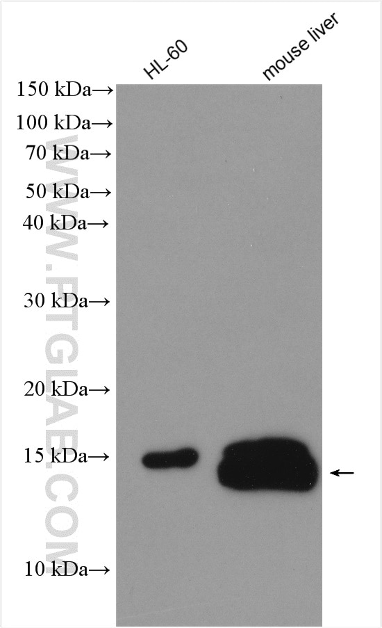 Western Blot (WB) analysis of various lysates using RPLP2 Polyclonal antibody (16805-1-AP)