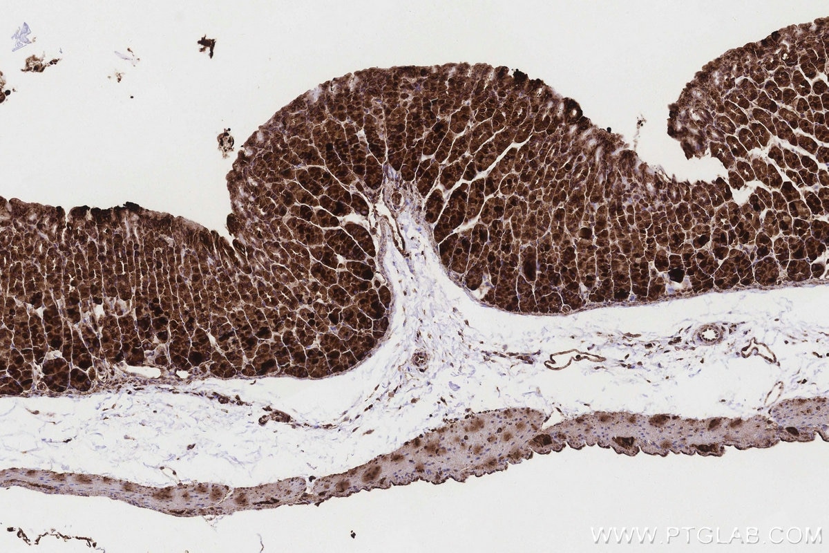 IHC staining of mouse stomach using 83250-2-RR Immunohistochemistry (IHC) staining of mouse stomach tissue using Ribophorin I Recombinant monoclonal antibody (83250-2-RR)
