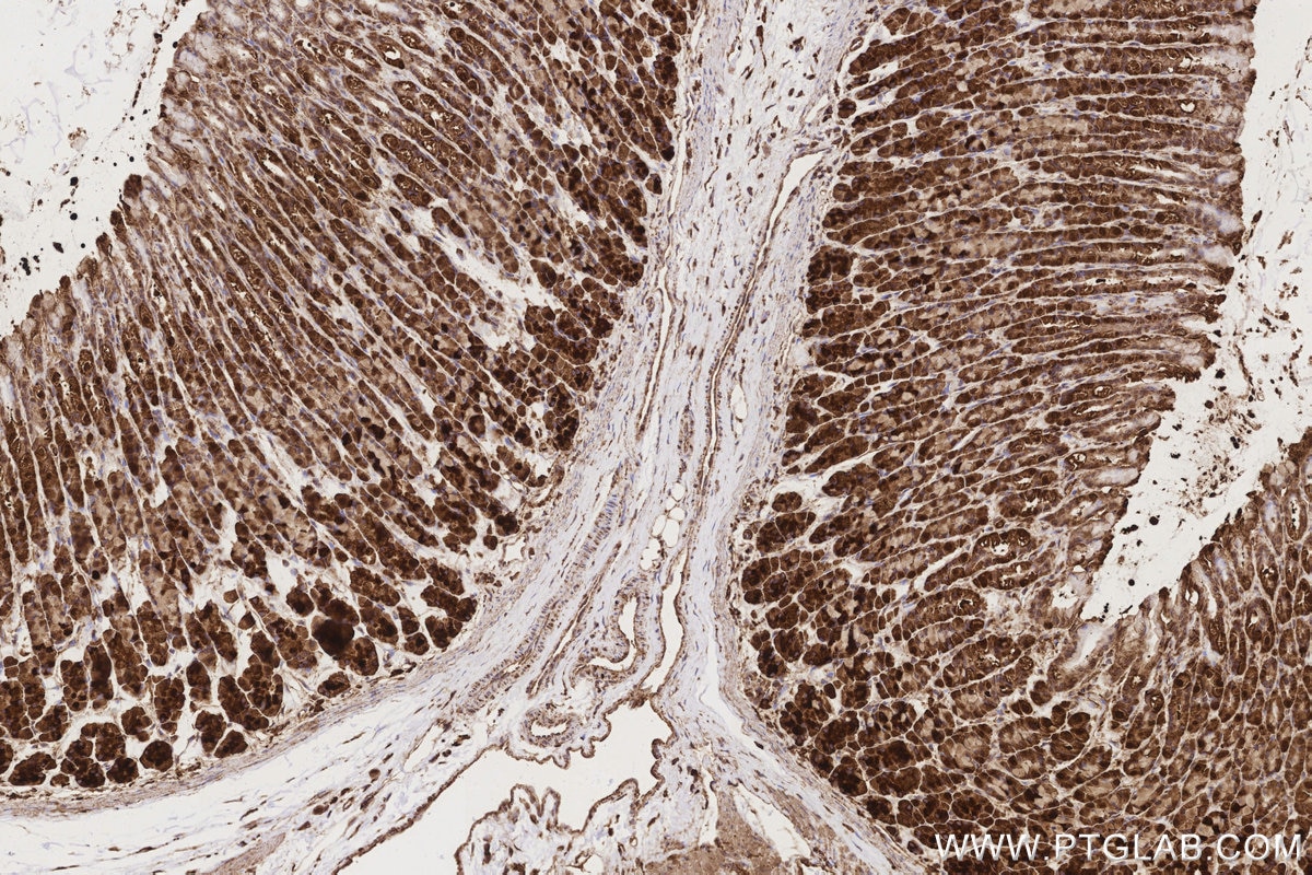IHC staining of rat stomach using 83250-2-RR Immunohistochemistry (IHC) staining of rat stomach tissue using Ribophorin I Recombinant monoclonal antibody (83250-2-RR)