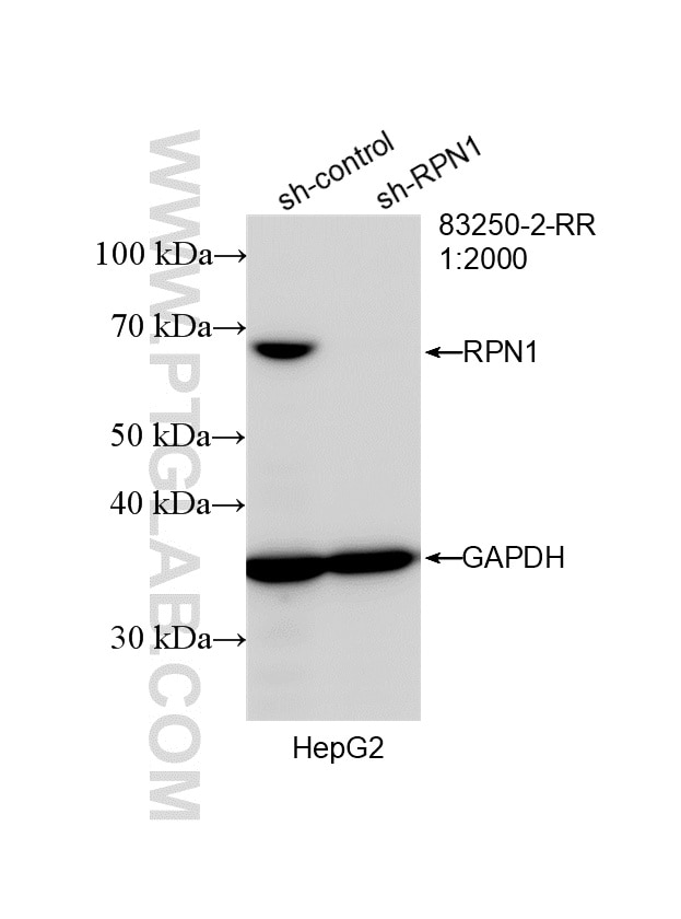 Western Blot (WB) analysis of HepG2 cells using Ribophorin I Recombinant antibody (83250-2-RR)