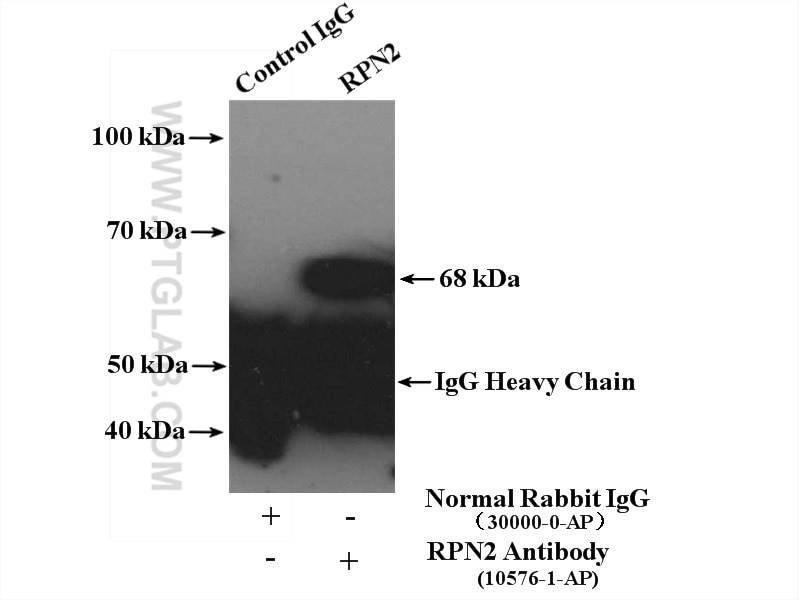 Immunoprecipitation (IP) experiment of NIH/3T3 cells using RPN2 Polyclonal antibody (10576-1-AP)
