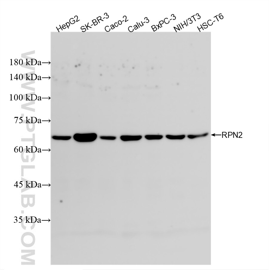 WB analysis using 88014-2-RR (same clone as 88014-2-PBS) Western Blot (WB) analysis of various lysates using RPN2 Recombinant monoclonal antibody (88014-2-RR)
