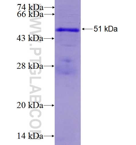 RPN2 fusion protein Ag0862 SDS-PAGE