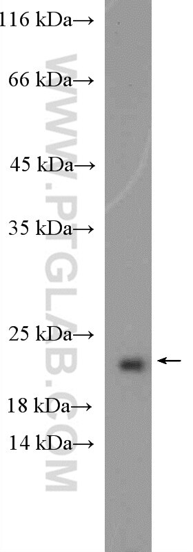 Western Blot (WB) analysis of COLO 320 cells using RPP21 Polyclonal antibody (16377-1-AP)